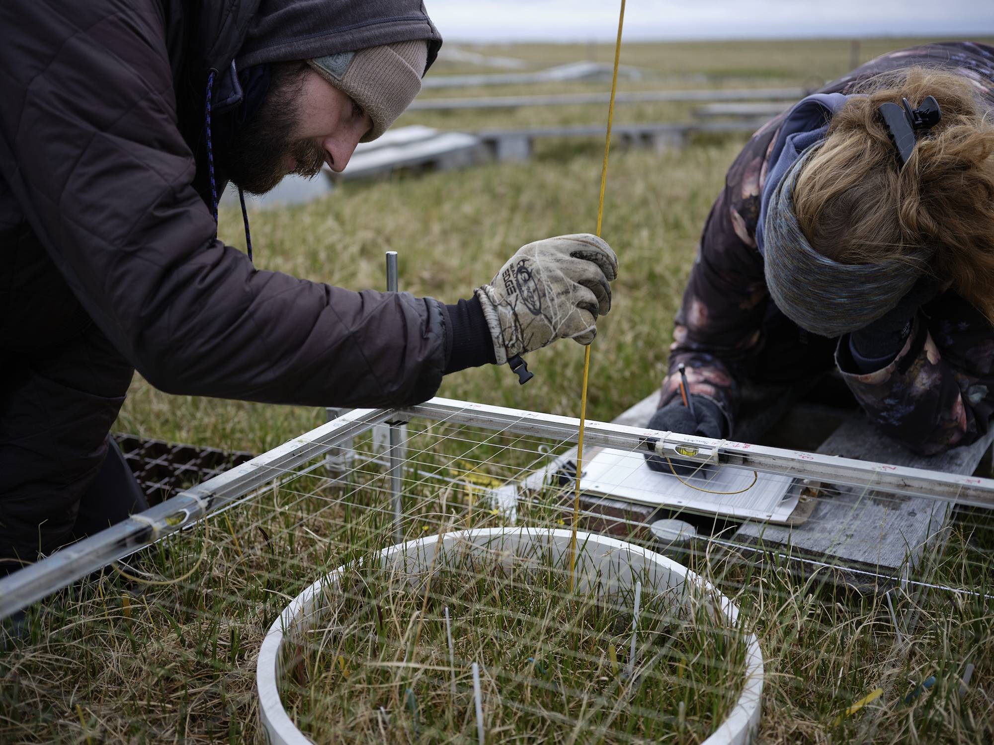 a man and woman measure plants around a metal frame